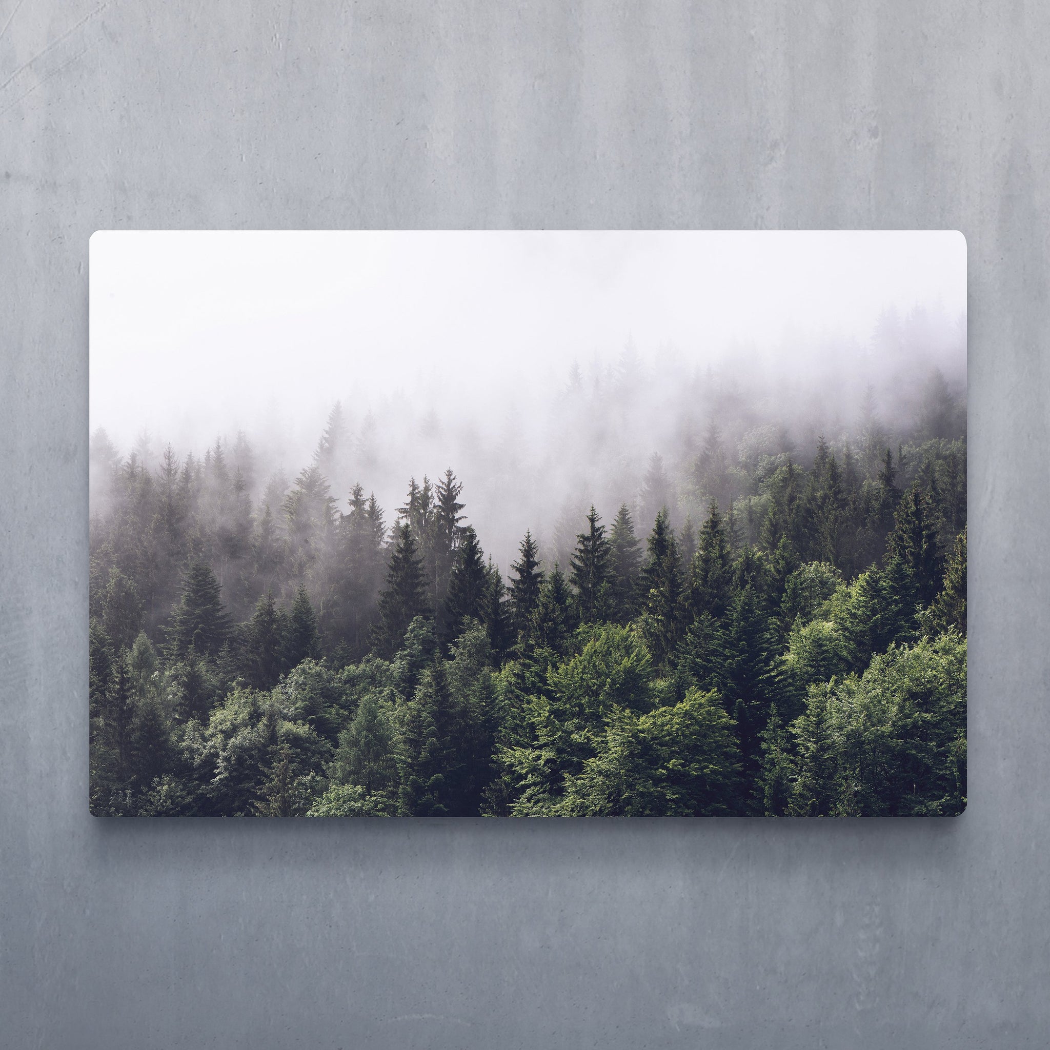 Shrouded Forest